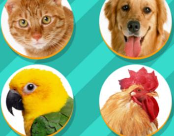 PetTranslator