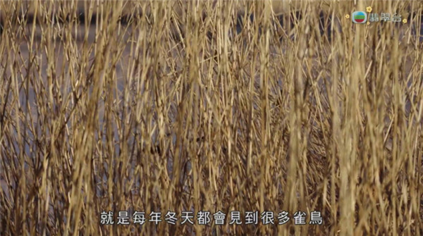 全聚合电视tv版截图1