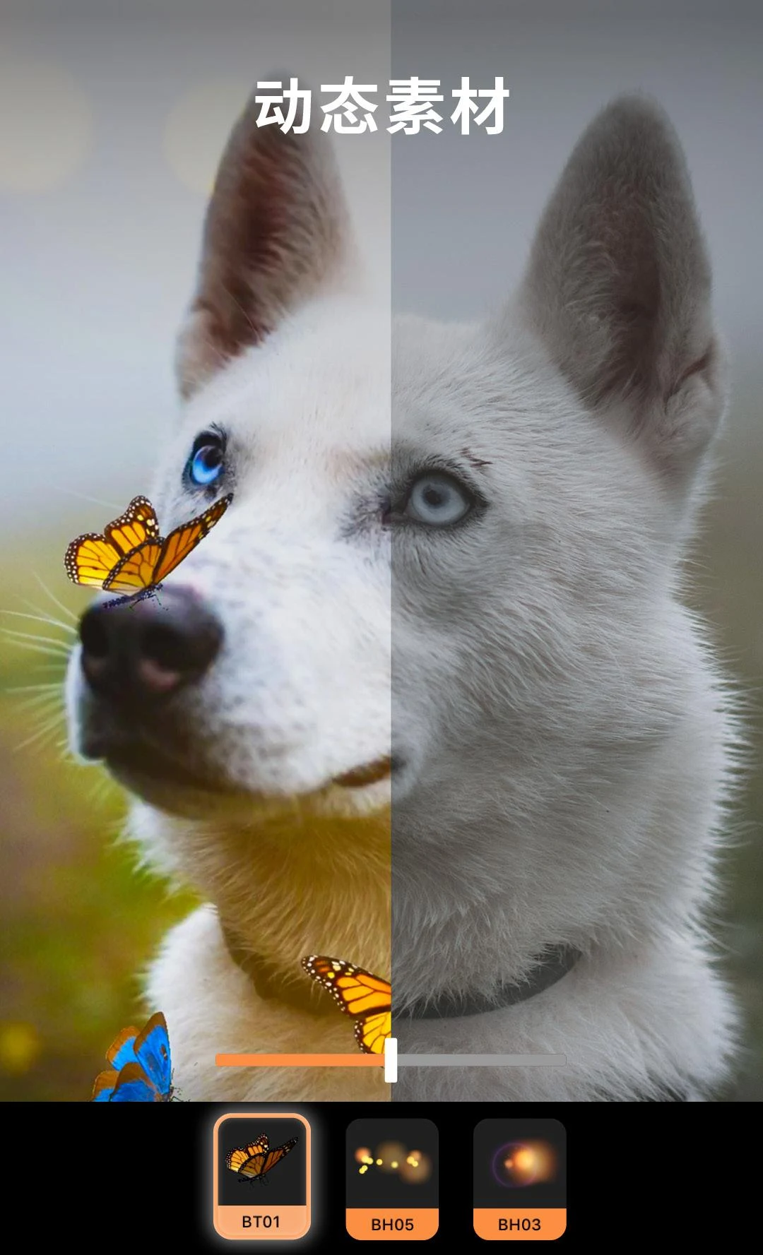 小狐狸pixaloop截图5