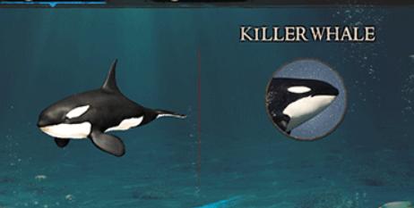 虎鲸模拟器中文版